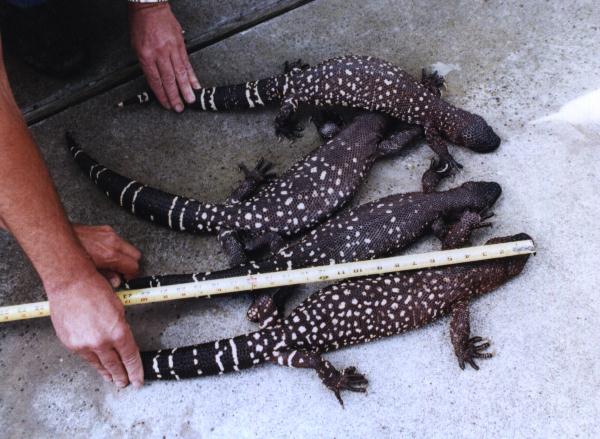 beaded lizard.jpg [54 Kb]